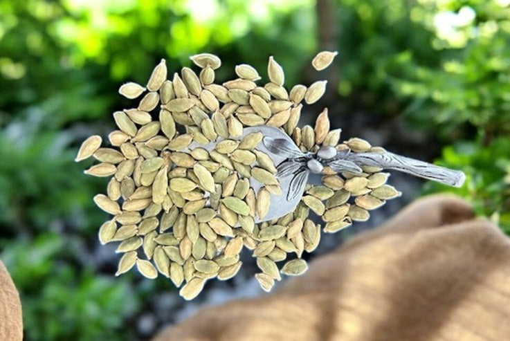 Shandiz Organic Green Cardamom Pods Jumbo Grade, Hand Picked